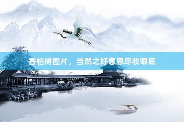 香柏树图片，当然之好意思尽收眼底